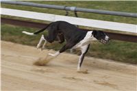 First_Solo_Racing_2011_Ceska_greyhound_dostihova_federace_DSC00612.JPG