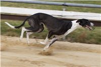 First_Solo_Racing_2011_Ceska_greyhound_dostihova_federace_DSC00614.JPG