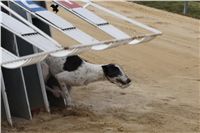 First_Solo_Racing_2011_Ceska_greyhound_dostihova_federace_DSC00623.JPG