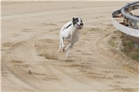 First_Solo_Racing_2011_Ceska_greyhound_dostihova_federace_DSC00632.JPG