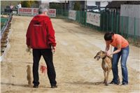 First_Solo_Racing_2011_Ceska_greyhound_dostihova_federace_DSC00648.JPG