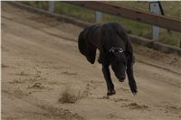 First_Solo_Racing_2011_Ceska_greyhound_dostihova_federace_DSC00667.JPG