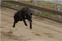 First_Solo_Racing_2011_Ceska_greyhound_dostihova_federace_DSC00669.JPG