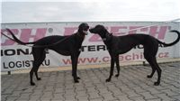 First_Solo_Racing_2011_Ceska_greyhound_dostihova_federace_DSC00687.JPG