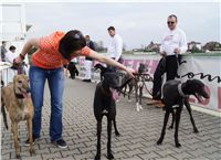 First_Solo_Racing_2011_Ceska_greyhound_dostihova_federace_DSC00727.JPG