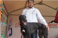 First_Solo_Racing_2011_Ceska_greyhound_dostihova_federace_DSC00766.JPG