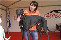 First_Solo_Racing_2011_Ceska_greyhound_dostihova_federace_DSC00779.JPG