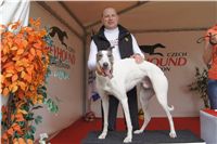 First_Solo_Racing_2011_Ceska_greyhound_dostihova_federace_DSC00781.JPG