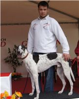 First_Solo_Racing_2011_Ceska_greyhound_dostihova_federace_DSC00787.JPG