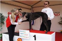 First_Solo_Racing_2011_Ceska_greyhound_dostihova_federace_DSC00811.JPG