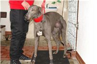 First_Solo_Racing_2011_Ceska_greyhound_dostihova_federace_DSC06743.JPG