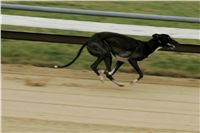 First_Solo_Racing_2011_Ceska_greyhound_dostihova_federace_NQ1M1400.JPG