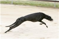 First_Solo_Racing_2011_Ceska_greyhound_dostihova_federace_NQ1M1416.JPG