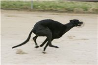 First_Solo_Racing_2011_Ceska_greyhound_dostihova_federace_NQ1M1417.JPG