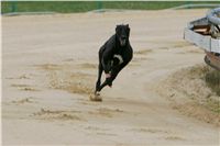 First_Solo_Racing_2011_Ceska_greyhound_dostihova_federace_NQ1M1421.JPG