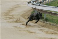 First_Solo_Racing_2011_Ceska_greyhound_dostihova_federace_NQ1M1441.JPG