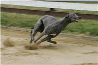 First_Solo_Racing_2011_Ceska_greyhound_dostihova_federace_NQ1M1466.JPG