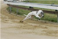 First_Solo_Racing_2011_Ceska_greyhound_dostihova_federace_NQ1M1484.JPG