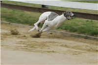 First_Solo_Racing_2011_Ceska_greyhound_dostihova_federace_NQ1M1485.JPG