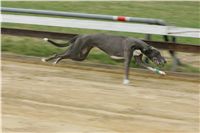 First_Solo_Racing_2011_Ceska_greyhound_dostihova_federace_NQ1M1522.JPG