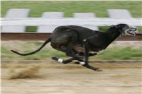 First_Solo_Racing_2011_Ceska_greyhound_dostihova_federace_NQ1M1532.JPG