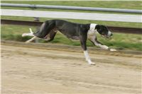 First_Solo_Racing_2011_Ceska_greyhound_dostihova_federace_NQ1M1580.JPG