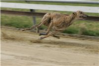 First_Solo_Racing_2011_Ceska_greyhound_dostihova_federace_NQ1M1605.JPG