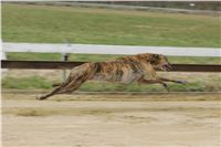 First_Solo_Racing_2011_Ceska_greyhound_dostihova_federace_NQ1M1608.JPG