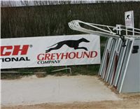 First_Solo_Racing_2011_Ceska_greyhound_dostihova_federace_NQ1M1653.JPG