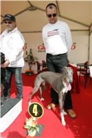 First_Solo_Racing_2011_Ceska_greyhound_dostihova_federace_NQ1M1742.JPG