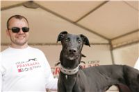 First_Solo_Racing_2011_Ceska_greyhound_dostihova_federace_NQ1M1843.JPG