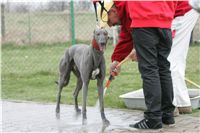 Second_Dual_Racing_2011_Ceska_greyhound_dostihova_federace_NQ1M1474.JPG