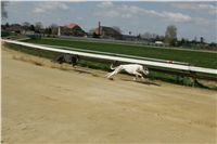 Second_Dual_Racing_2011_Ceska_greyhound_dostihova_federace_NQ1M6727.JPG