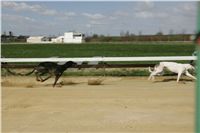 Second_Dual_Racing_2011_Ceska_greyhound_dostihova_federace_NQ1M6730.JPG