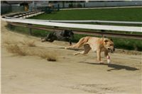 Second_Dual_Racing_2011_Ceska_greyhound_dostihova_federace_NQ1M6773.JPG