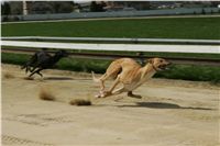 Second_Dual_Racing_2011_Ceska_greyhound_dostihova_federace_NQ1M6774.JPG