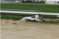 Second_Dual_Racing_2011_Ceska_greyhound_dostihova_federace_NQ1M6788.JPG