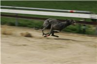 Second_Dual_Racing_2011_Ceska_greyhound_dostihova_federace_NQ1M6813.JPG