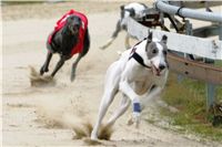 0037_dostihy_chrtu_PC_2010_Czech_Greyhound_Racing_Federation_NQ1M9996.jpg