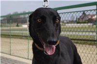 Second_Dual_Racing_2011_Ceska_greyhound_dostihova_federace_DSC00739.JPG