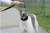 Second_Dual_Racing_2011_Ceska_greyhound_dostihova_federace_NQ1M1495.JPG