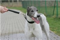 Second_Dual_Racing_2011_Ceska_greyhound_dostihova_federace_NQ1M1501.JPG