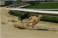 Second_Dual_Racing_2011_Ceska_greyhound_dostihova_federace_NQ1M6772.JPG