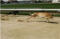 Second_Dual_Racing_2011_Ceska_greyhound_dostihova_federace_NQ1M6775.JPG