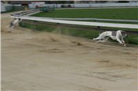 Second_Dual_Racing_2011_Ceska_greyhound_dostihova_federace_NQ1M6786.JPG