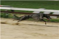 Second_Dual_Racing_2011_Ceska_greyhound_dostihova_federace_NQ1M6814.JPG