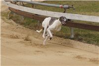 First_Solo_Racing_2011_Ceska_greyhound_dostihova_federace_DSC00434.JPG