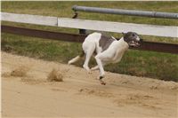 First_Solo_Racing_2011_Ceska_greyhound_dostihova_federace_DSC00436.JPG