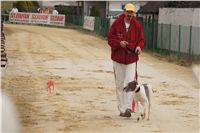 First_Solo_Racing_2011_Ceska_greyhound_dostihova_federace_DSC00440.JPG