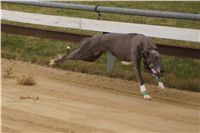 First_Solo_Racing_2011_Ceska_greyhound_dostihova_federace_DSC00481.JPG